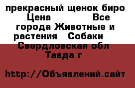 прекрасный щенок биро › Цена ­ 20 000 - Все города Животные и растения » Собаки   . Свердловская обл.,Тавда г.